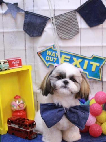 20230415みたらしちゃん